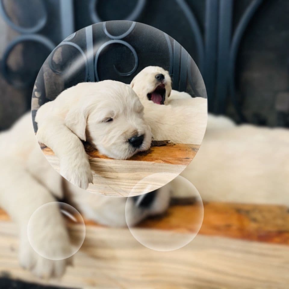 Golden Retriever Puppies breeder image 22