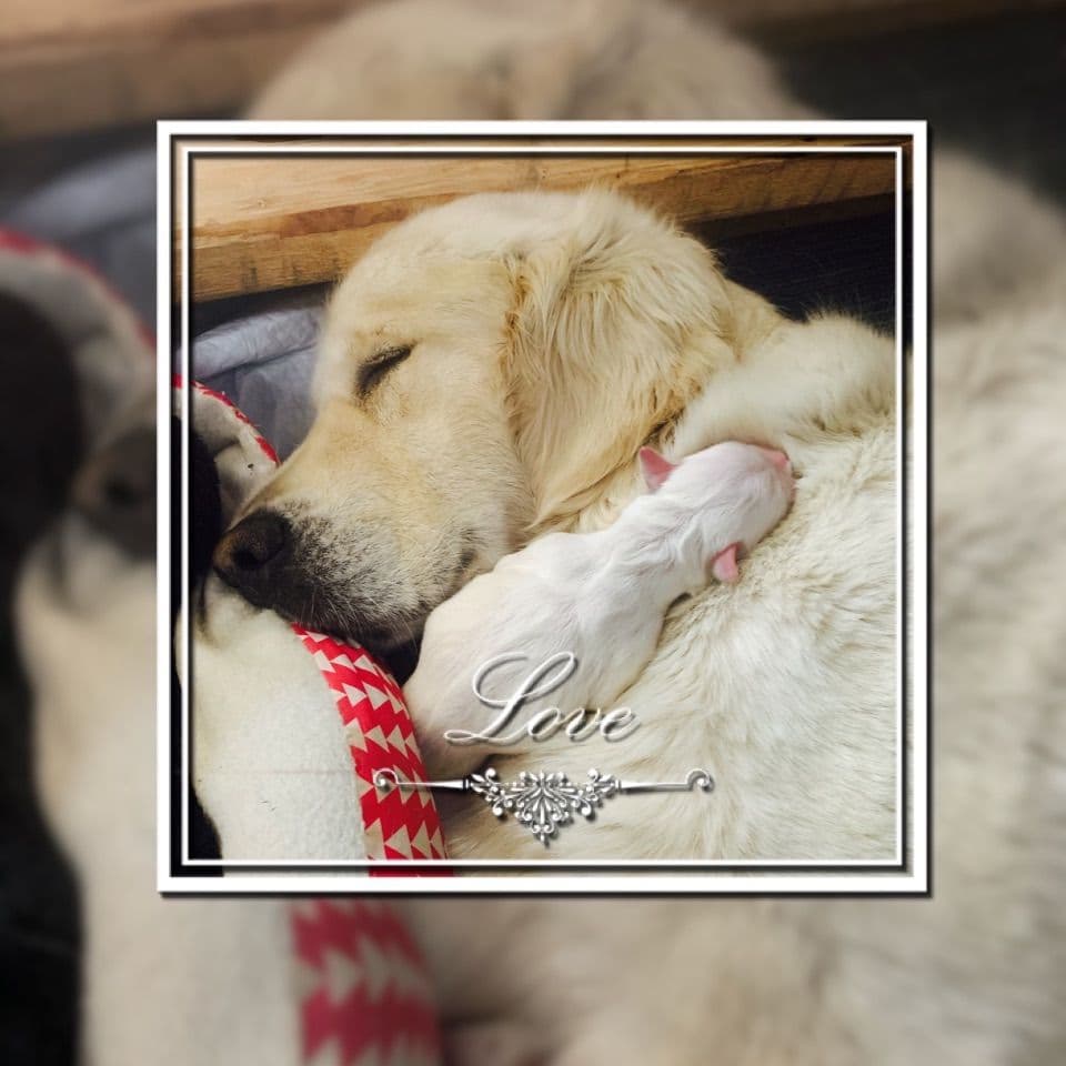 Golden Retriever Puppies breeder image 23