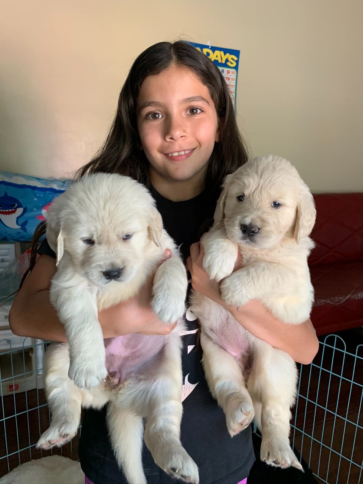 Golden Retriever Puppies breeder image 25