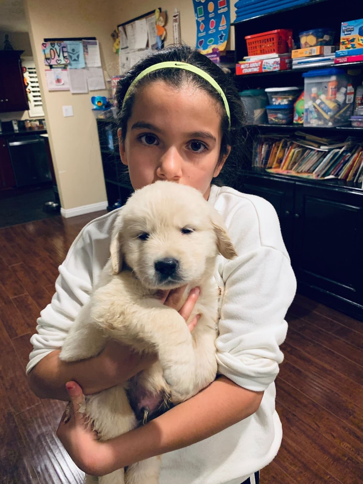 Golden Retriever Puppies breeder image 27