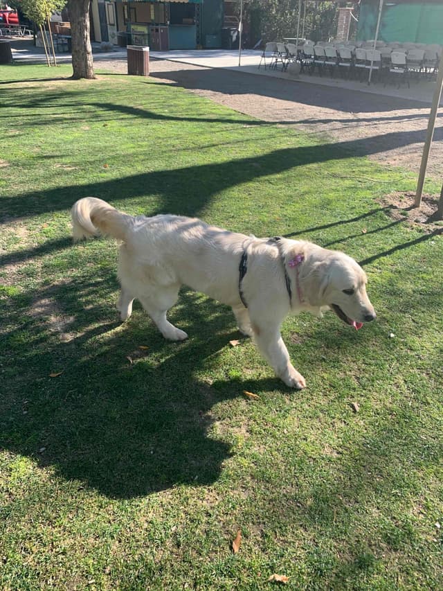 Golden Retriever Puppies media 2