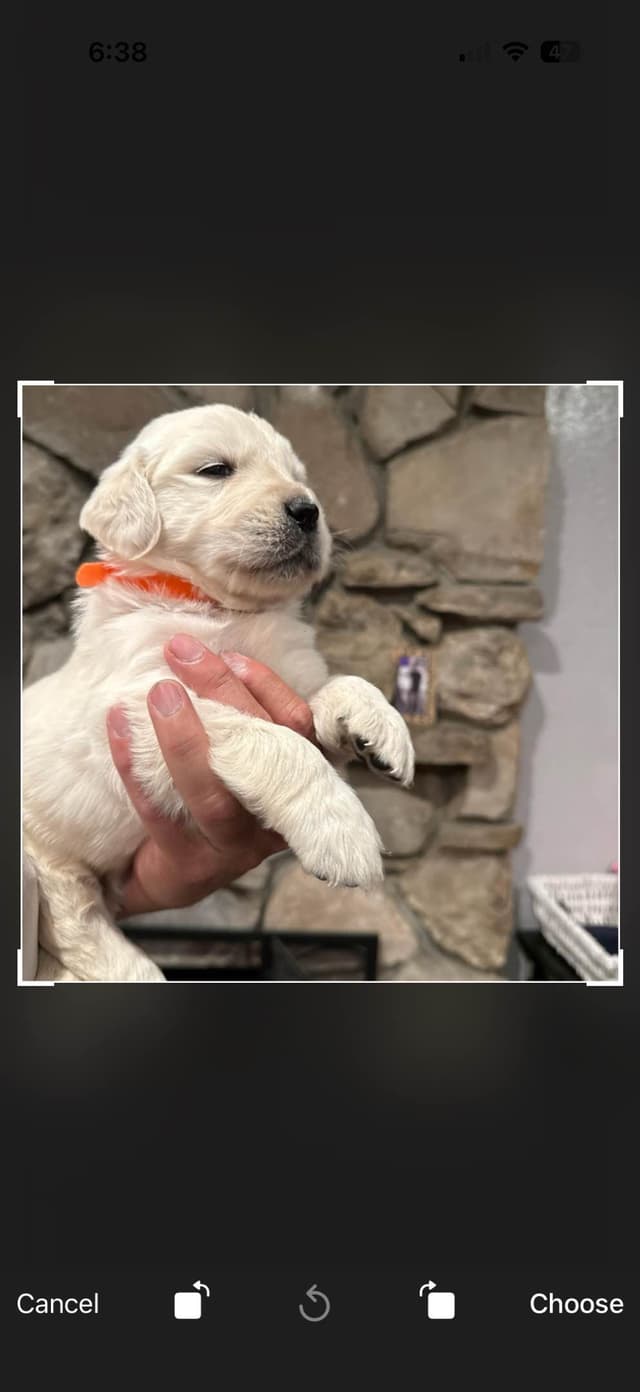 Golden Retriever Puppies media 4