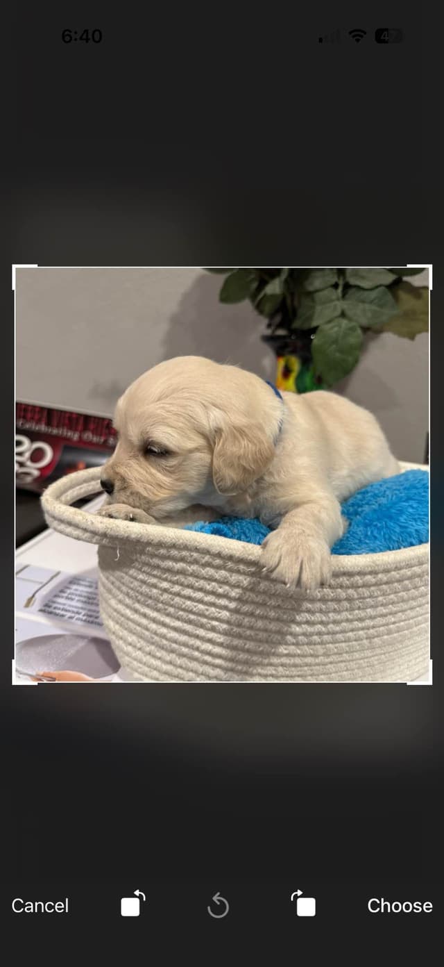 Golden Retriever Puppies media 5