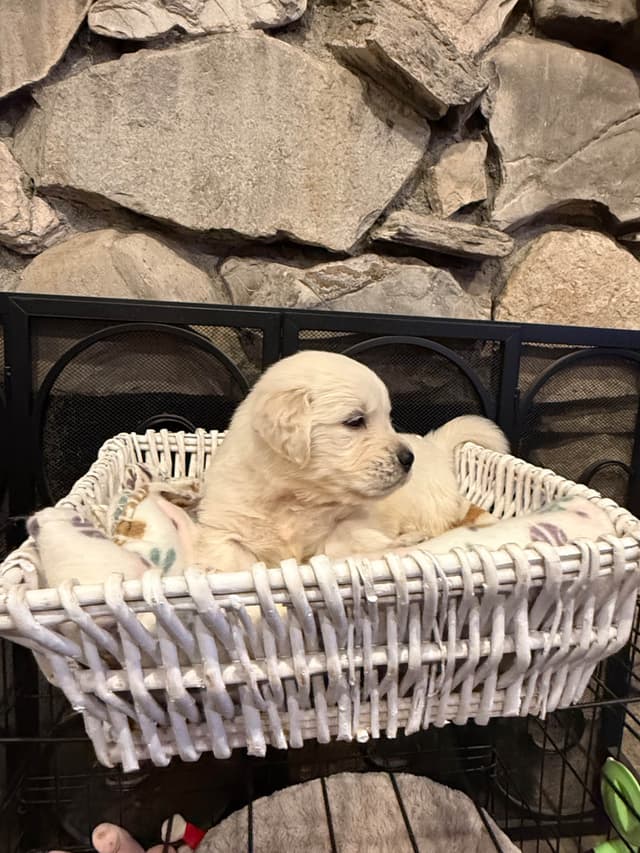 Golden Retriever Puppies media 7