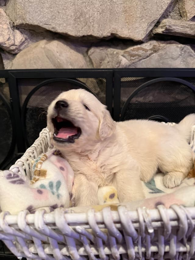 Golden Retriever Puppies media 6