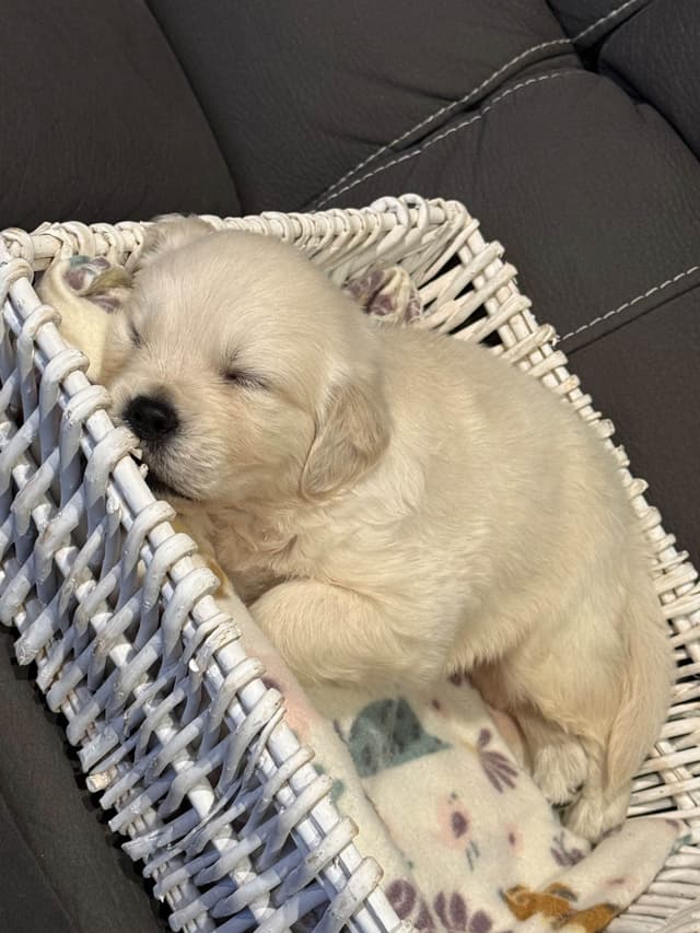 Golden Retriever Puppies media 8
