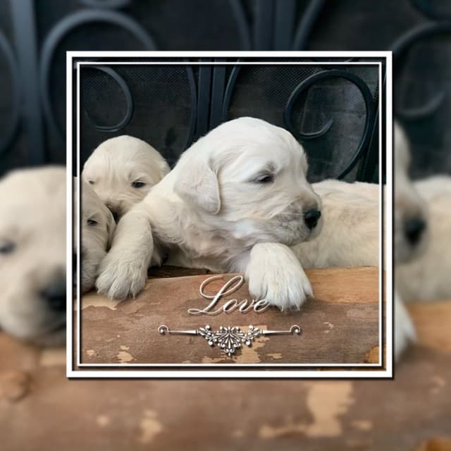 Golden Retriever Puppies media 9