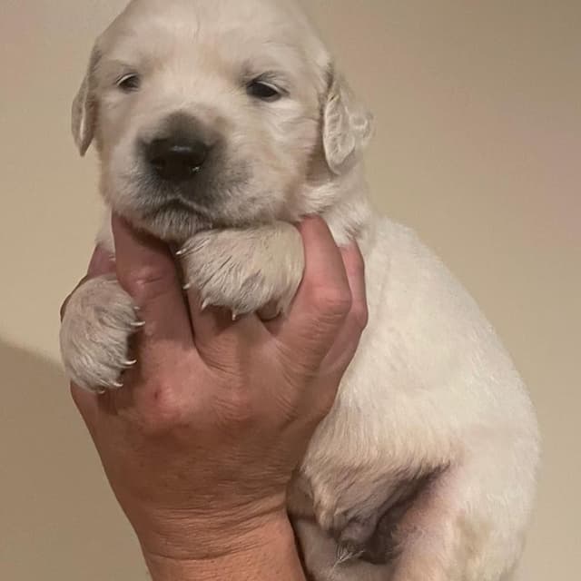 Golden Retriever Puppies media 12