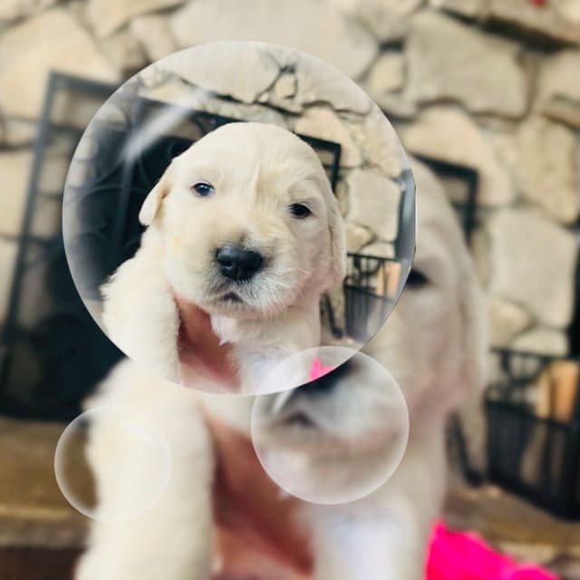 Golden Retriever Puppies media 11