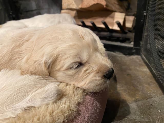 Golden Retriever Puppies media 13
