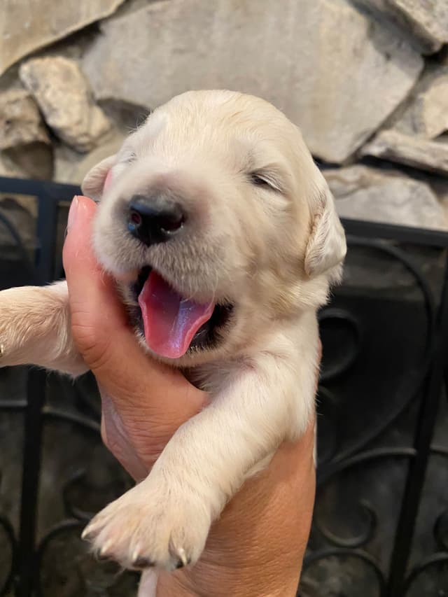 Golden Retriever Puppies media 14