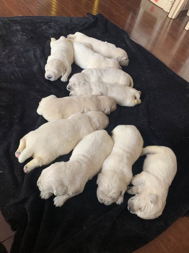 Golden Retriever Puppies media 16