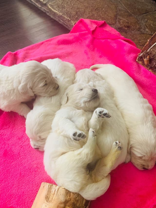 Golden Retriever Puppies media 15