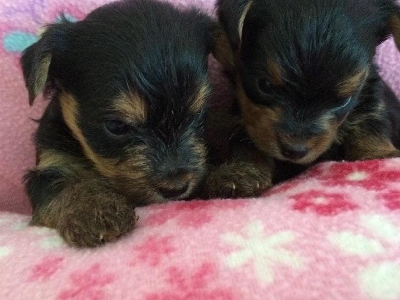 Yorkshire Terrier Puppies breeder image 1