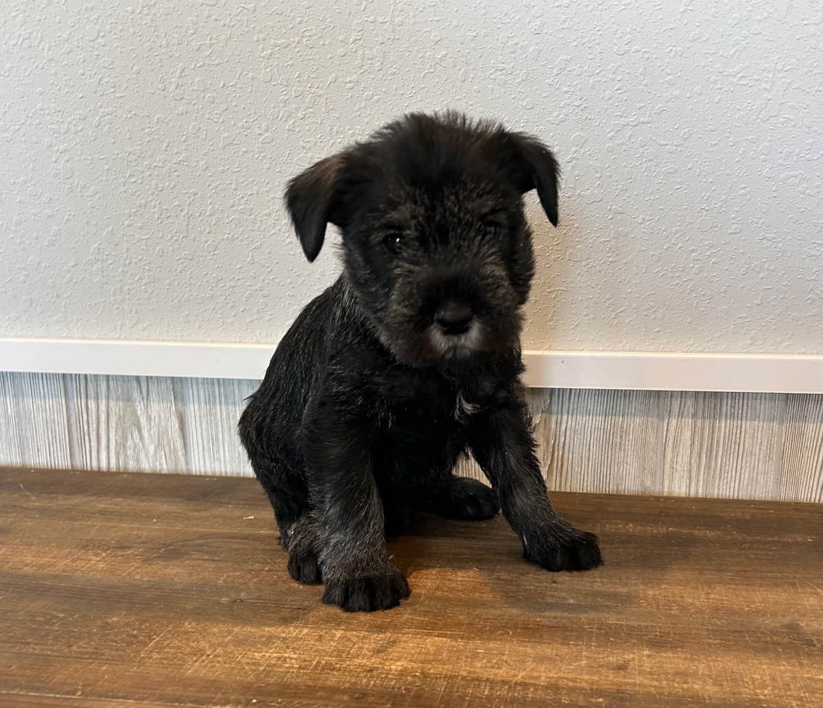 Standard Schnauzer Puppies breeder image 2