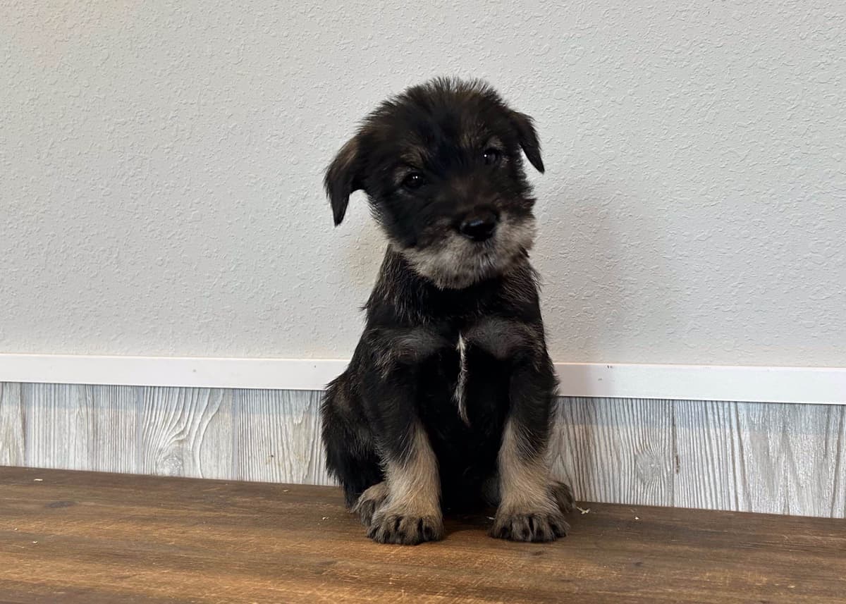 Standard Schnauzer Puppies breeder image 3