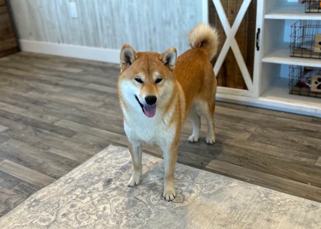 Shiba Inu Puppies media 2