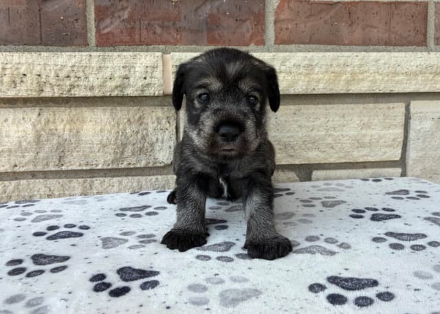 Standard Schnauzer Puppies media 2