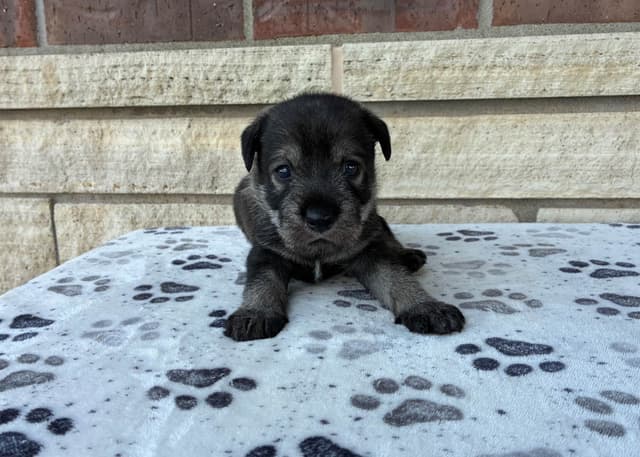 Standard Schnauzer Puppies media 3