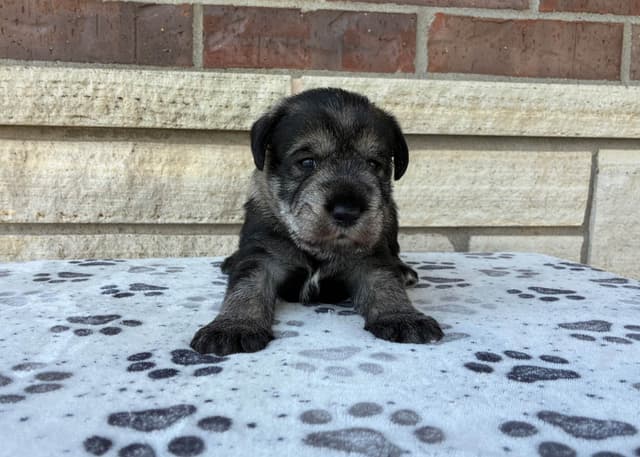Standard Schnauzer Puppies media 4