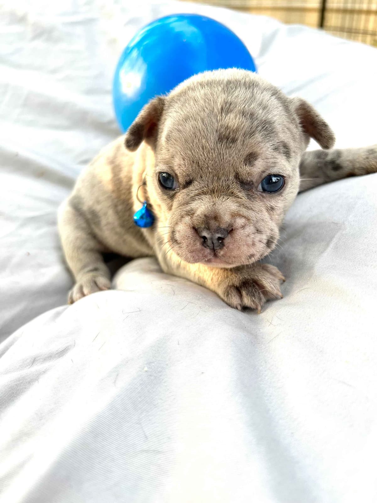 French Bulldog Puppies breeder image 1