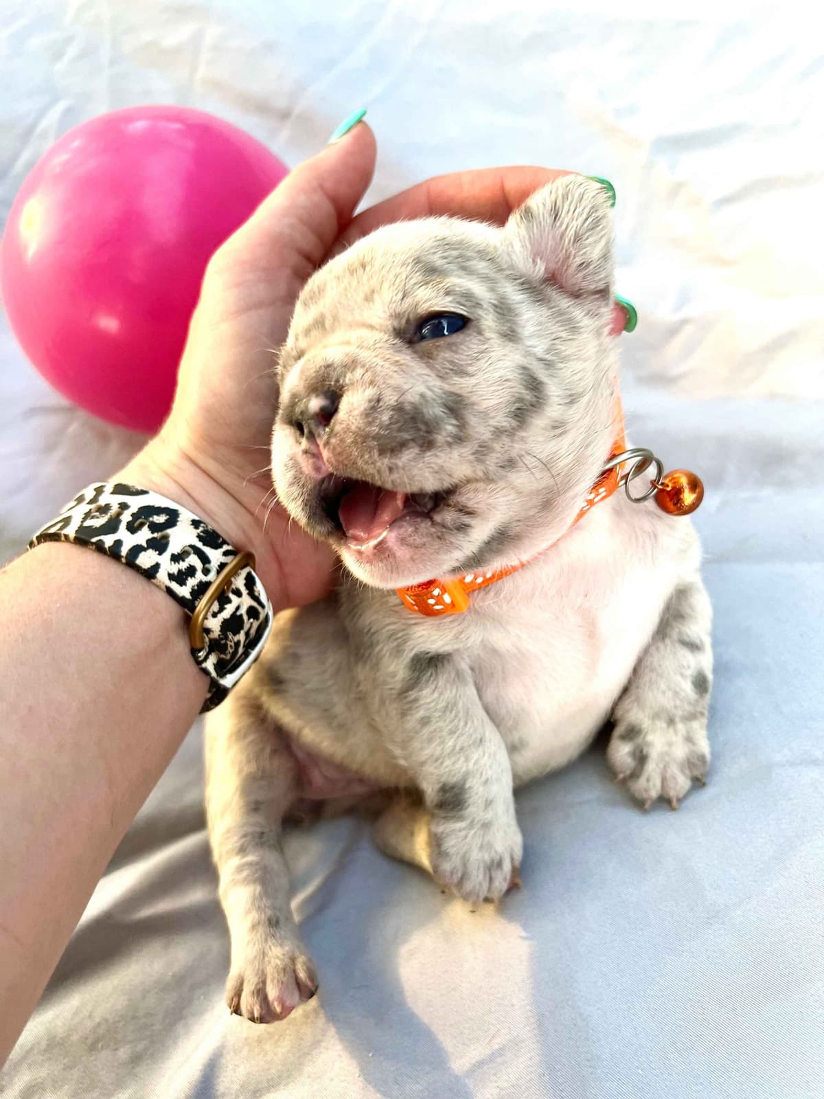 French Bulldog Puppies breeder image 2