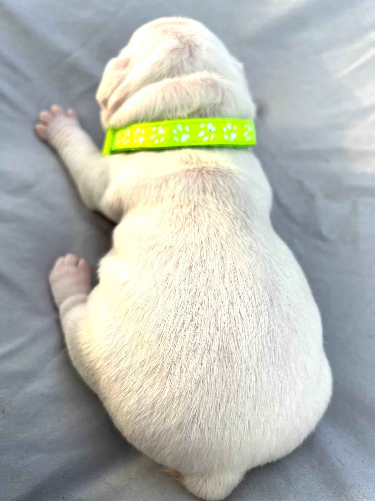 French Bulldog Puppies breeder image 3