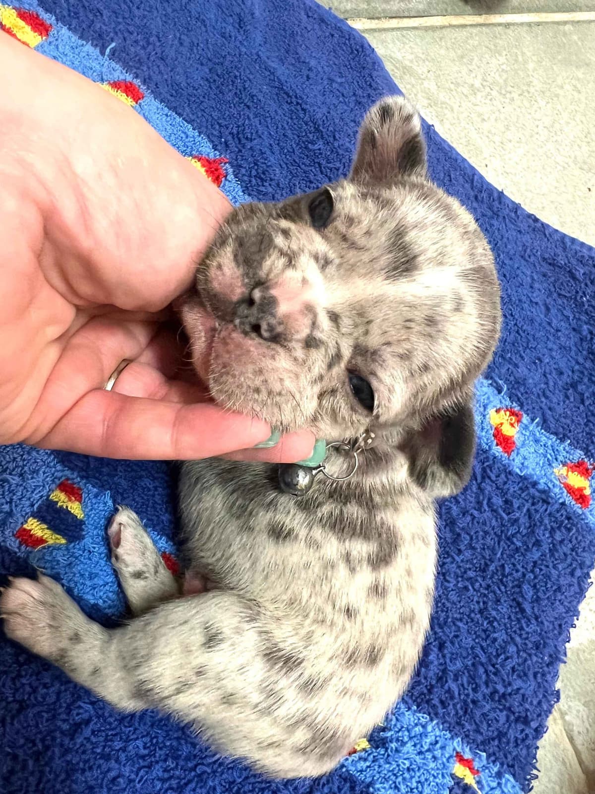 French Bulldog Puppies breeder image 4