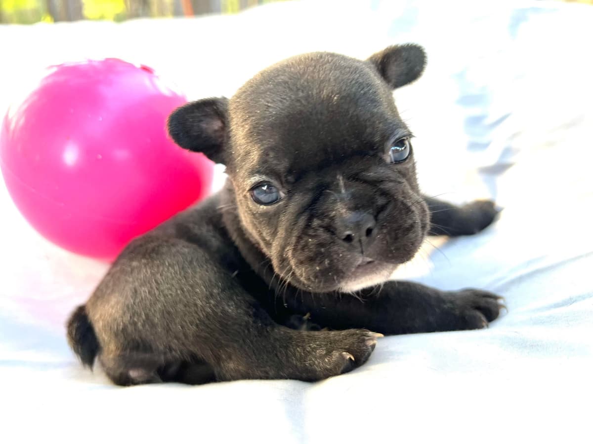 French Bulldog Puppies breeder image 5