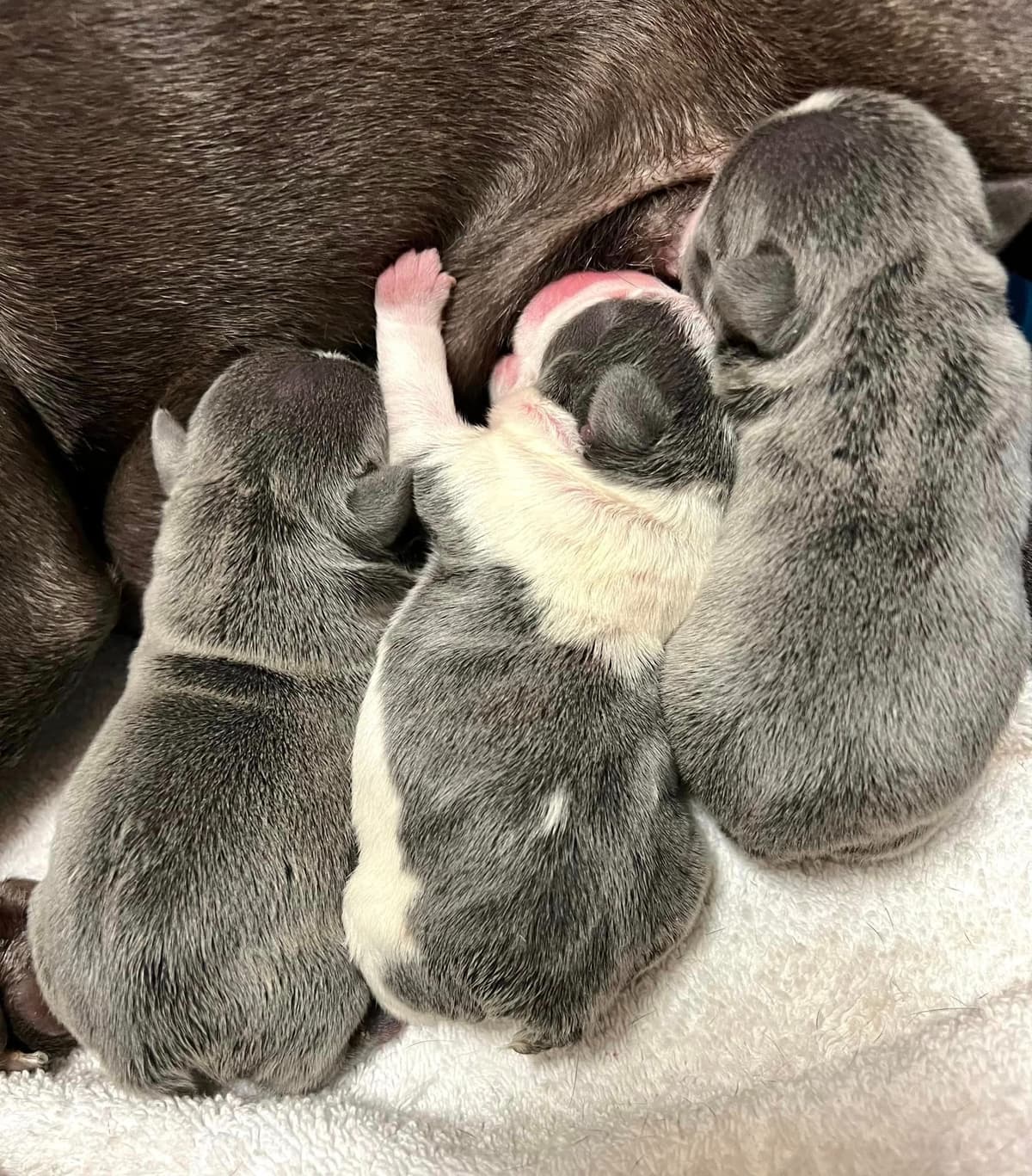 French Bulldog Puppies breeder image 6