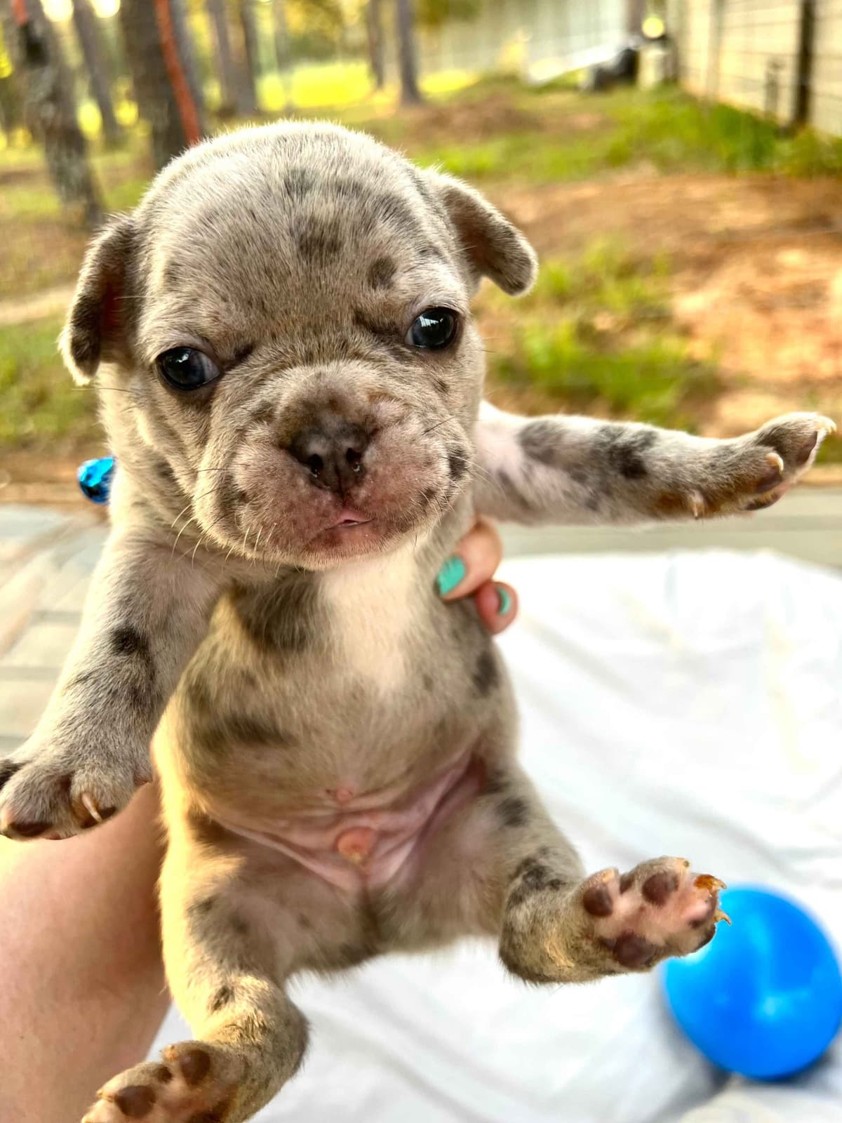 French Bulldog Puppies breeder image 7