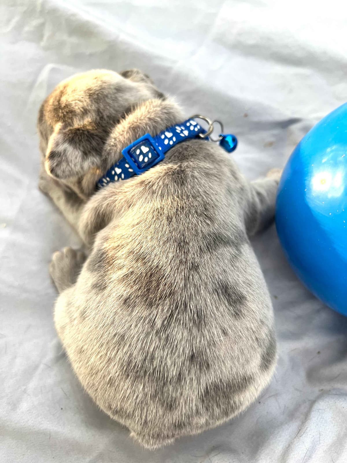 French Bulldog Puppies breeder image 8