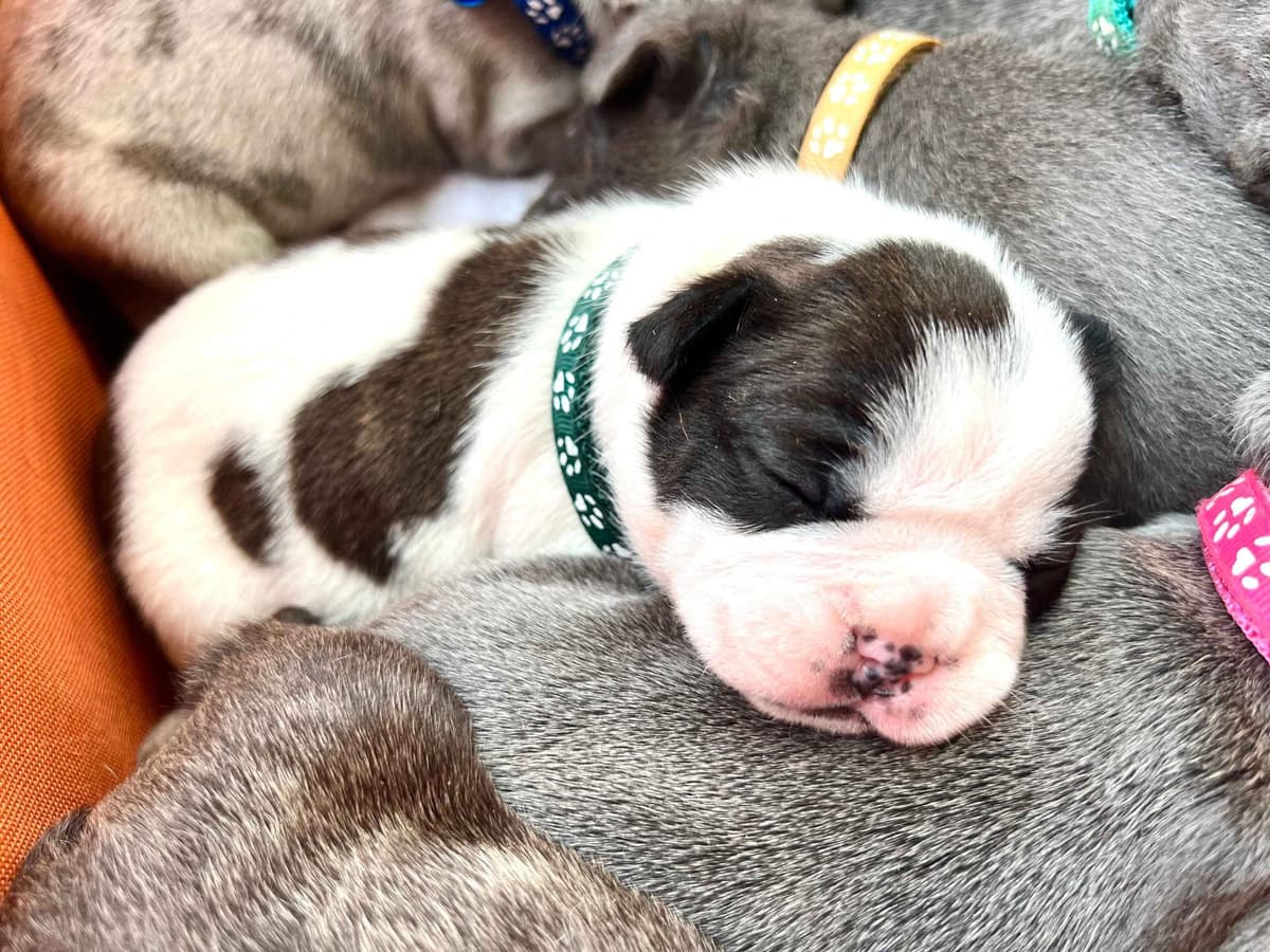 French Bulldog Puppies breeder image 9