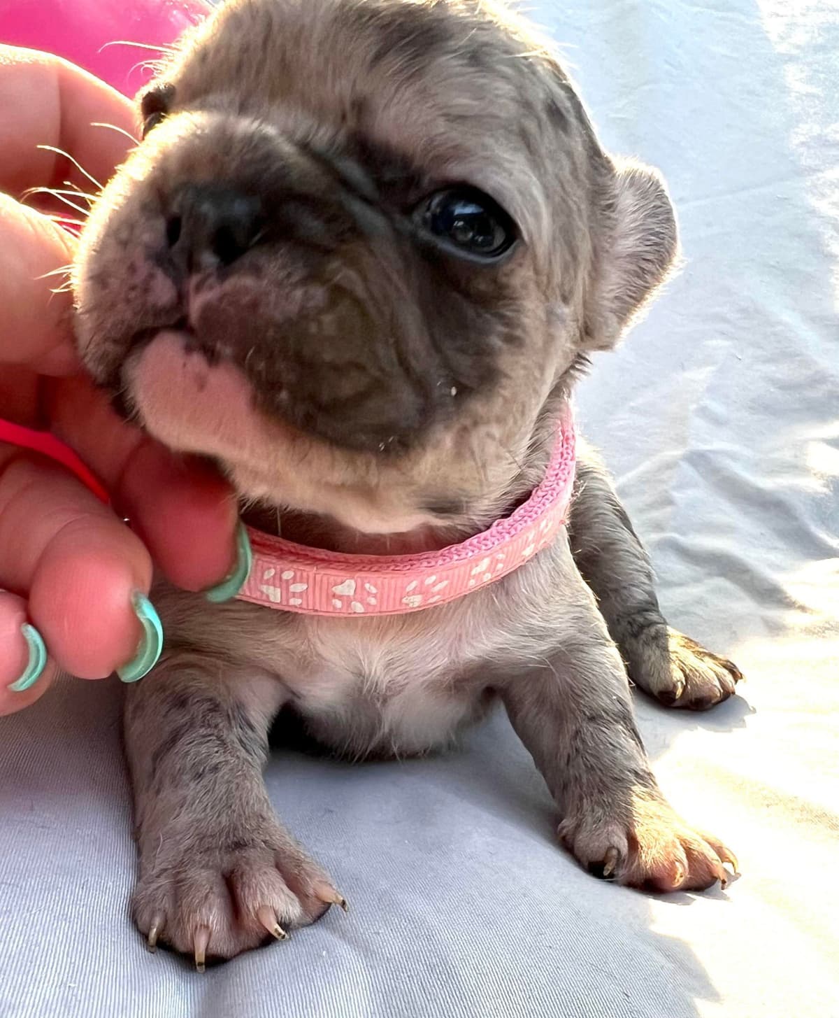 French Bulldog Puppies breeder image 11