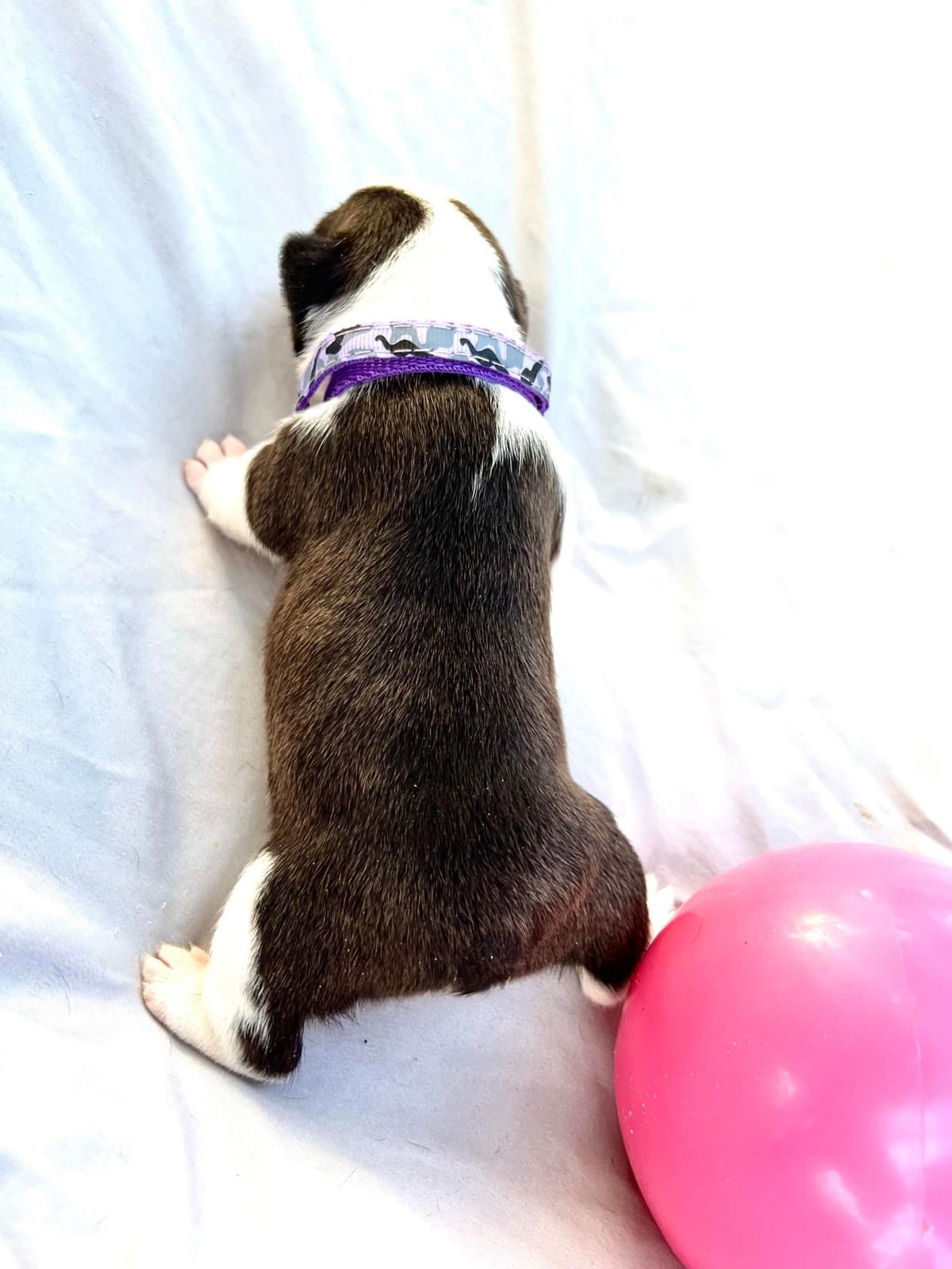 French Bulldog Puppies breeder image 12
