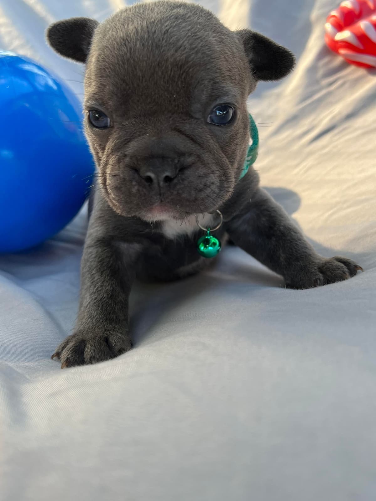 French Bulldog Puppies breeder image 13