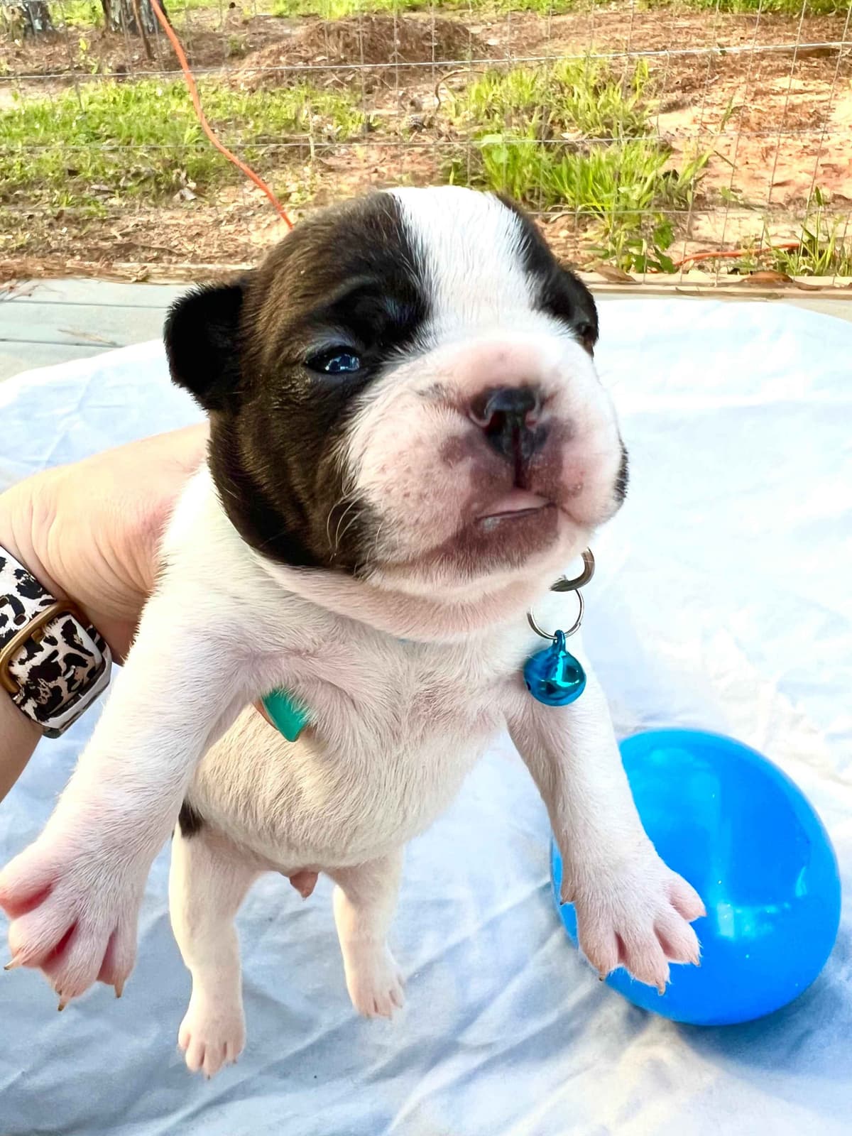 French Bulldog Puppies breeder image 16