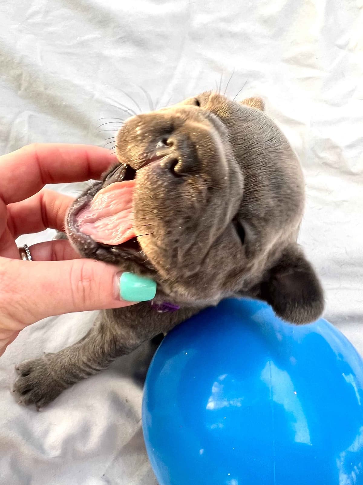 French Bulldog Puppies breeder image 17
