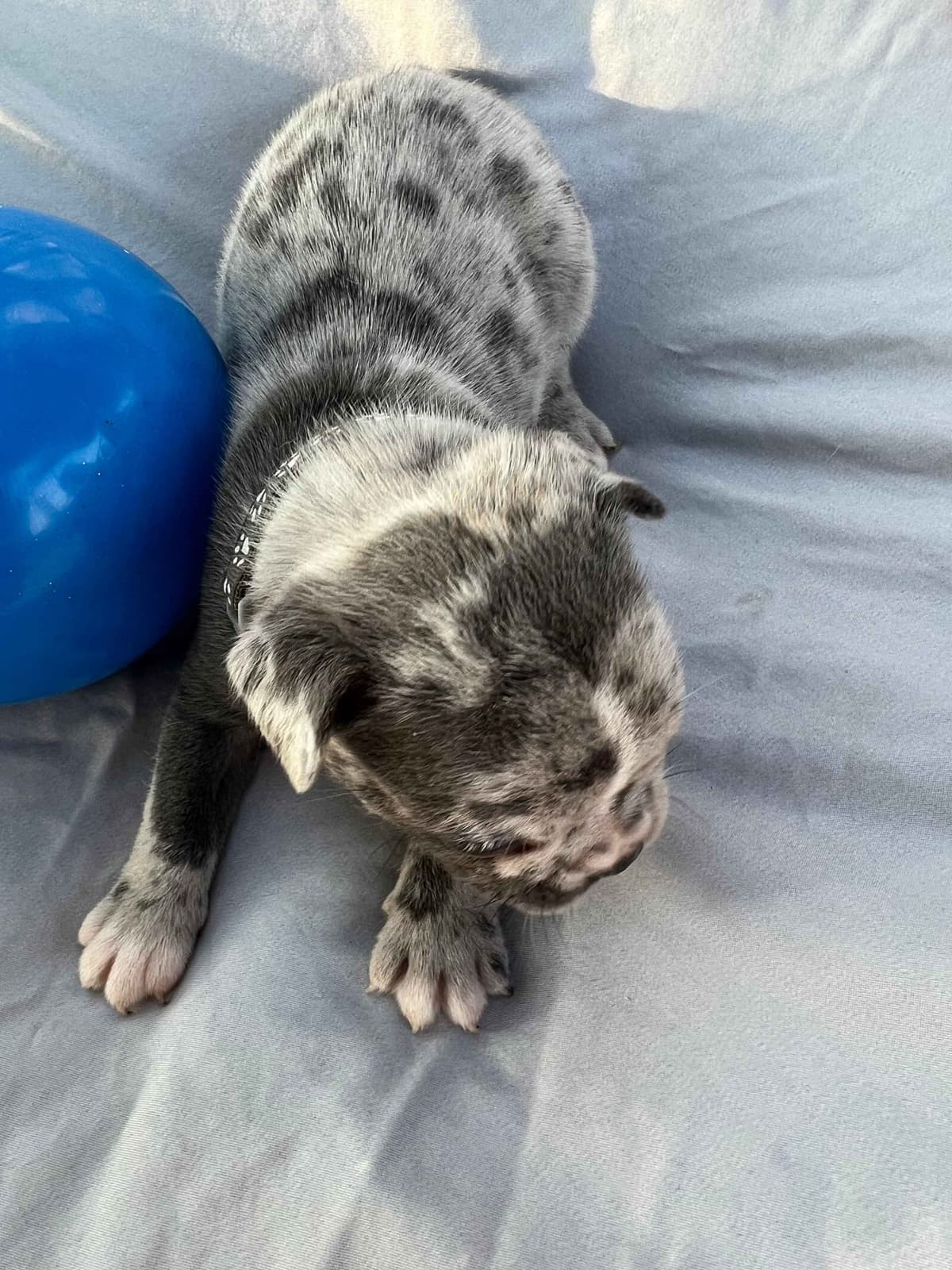 French Bulldog Puppies breeder image 18