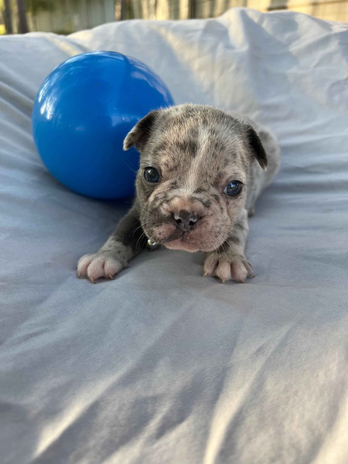 French Bulldog Puppies breeder image 19