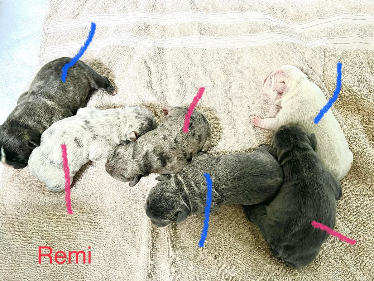 French Bulldog Puppies breeder image 21
