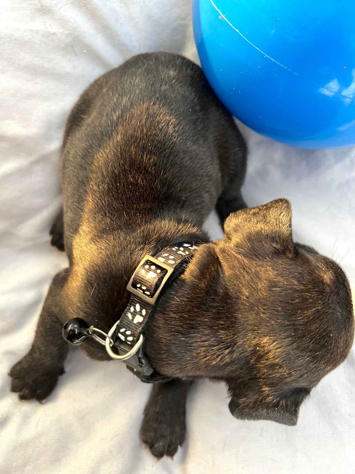 French Bulldog Puppies breeder image 22