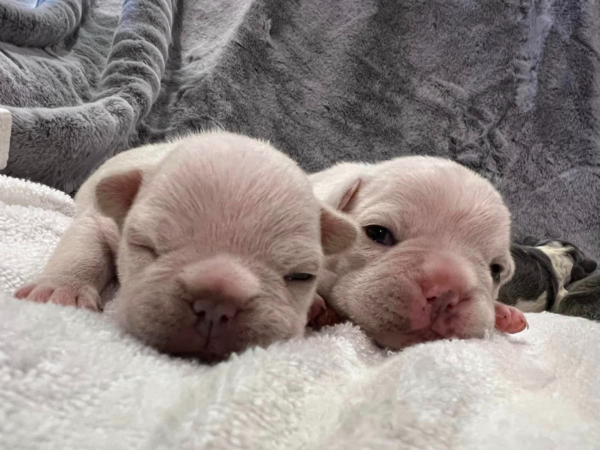 French Bulldog Puppies breeder image 23