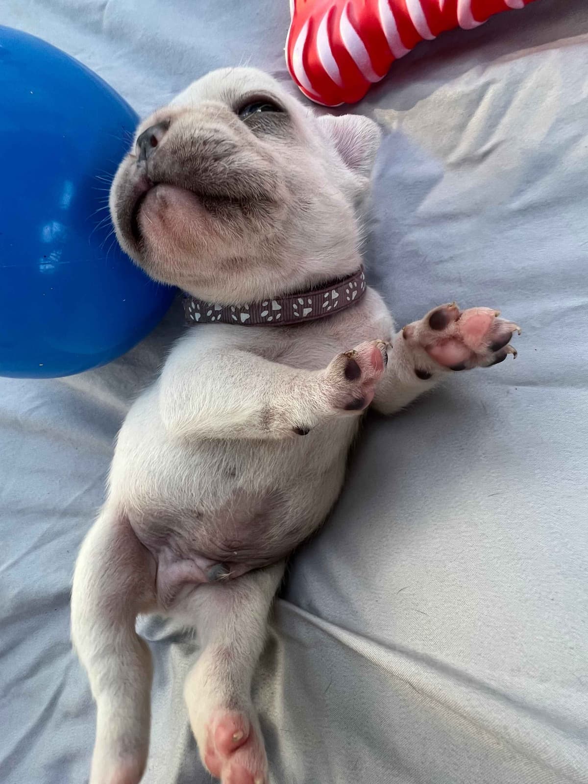 French Bulldog Puppies breeder image 24