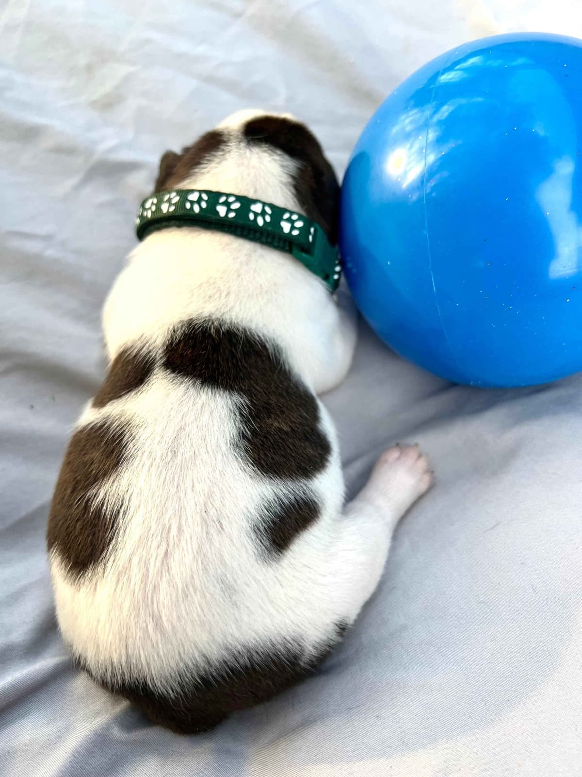 French Bulldog Puppies breeder image 25