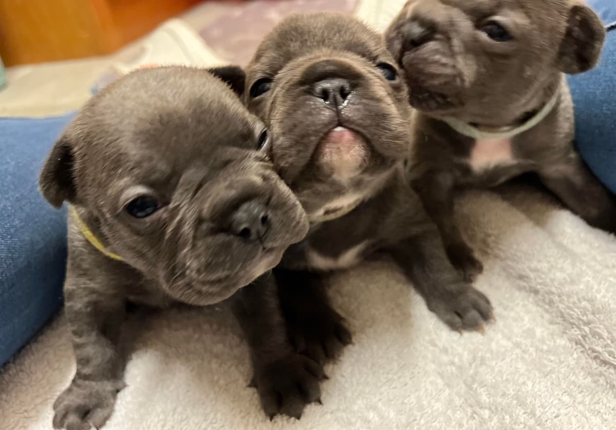 French Bulldog Puppies breeder image 26