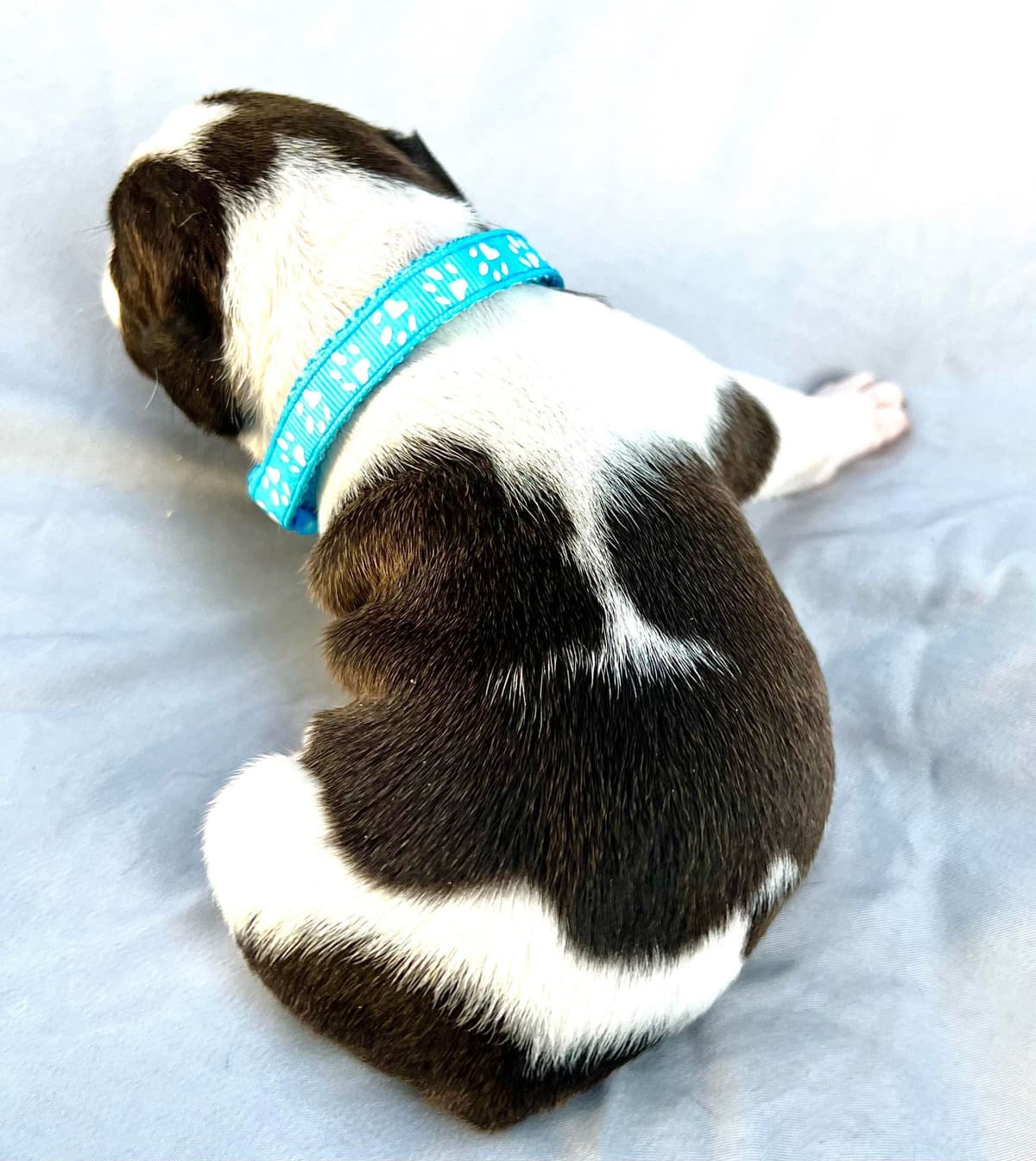 French Bulldog Puppies breeder image 27