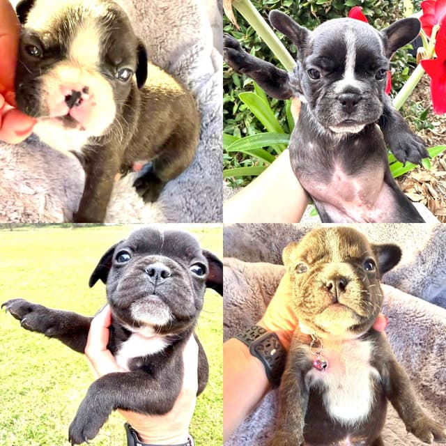 French Bulldog Puppies media 3