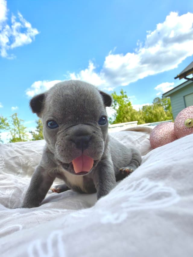 French Bulldog Puppies media 4