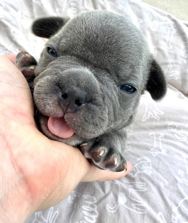 French Bulldog Puppies media 5